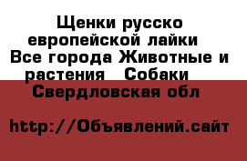 Щенки русско европейской лайки - Все города Животные и растения » Собаки   . Свердловская обл.